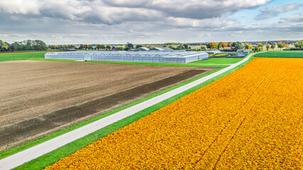 Aerial drone view of marigold flowers fields farm, orange marigolds flowers colorful background, typical Dutch agriculture landscape, the Netherlands