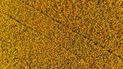 Aerial drone view of marigold flowers fields farm, orange marigolds flowers colorful background, typical Dutch agriculture landscape, the Netherlands