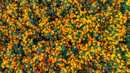 Aerial drone view of marigold flowers fields farm, orange marigolds flowers colorful background, typical Dutch agriculture landscape, the Netherlands