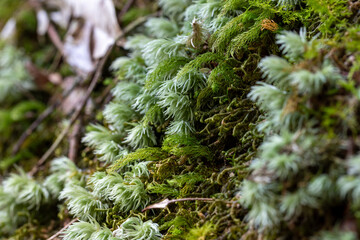 Macro texture of green evergreen needles on a coniferous spruce branch in a snowy winter forest