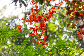 Vibrant red maple leaves mingle with yellow and green foliage on a ripe rowan tree branch against a blue autumn sky in nature