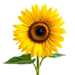 Fototapeta premium A closeup of a beautiful yellow sunflower blossom with bright petals and seeds isolated on a white background for a summer nature concept
