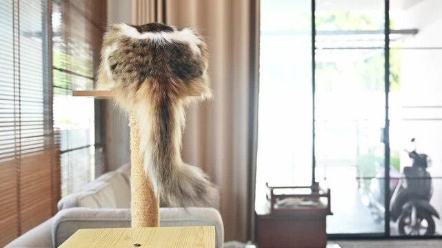 Rear view of Cross breed Persian cat moving tail while stay on a wooden cat tree in human house.