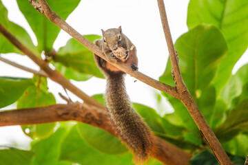 Squirrel perched on tree branch holding nut against bright green leaves and clean white background in tropical garden with playful wildlife moment 