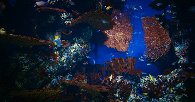 Large Underwater Aquarium With Variety Of Colorful, Vibrant Tropical Fish Swimming Among Corals. Ocean Animal, Aquatic Life. Diverse Underwater World. Pyramid Butterflyfish Swim In Underwater Aquarium