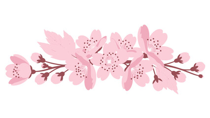 Fototapeta premium Delicate Pink Cherry Blossoms Branch with Buds on White Background