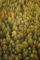 Fototapeta premium Aerial View Of Green Pine Coniferous Forest In Landscape In Spring. Top View From Attitude. Drone View Of European Woods At Springtime