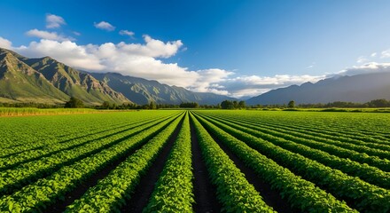 Naklejka premium Lush green tea plantation in a mountainous region on a sunny day