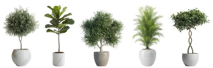 Diverse Potted plants and Indoor plants, including a striking Fiddle Leaf Fig, elegant Palm tree, and other botanical beauties, perfect for enhancing Home decor and interior design.