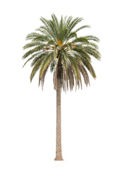 Stunning palm tree isolated on a white background, perfect for tropical designs. Features vibrant green fronds and a textured trunk, ideal for summer and exotic themes.