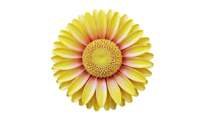Vibrant Yellow Gerbera Daisy Close-up