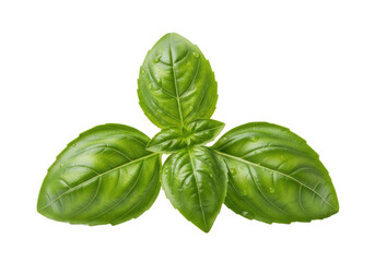 Fototapeta premium A vibrant emerald green Genovese basil sprig, dewy with intricate venation and ruffled edges, isolated on a transparent background with copy space. Concept of fresh culinary herbs