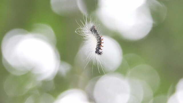 caterpillar