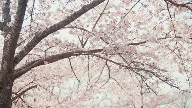 beautiful Spring day, Cherry blossom against blue sky in park, Somei Yoshino Sakura blooming in sunshine day. Japan Travel background, template and wallpaper for spring season and Hanami picnic