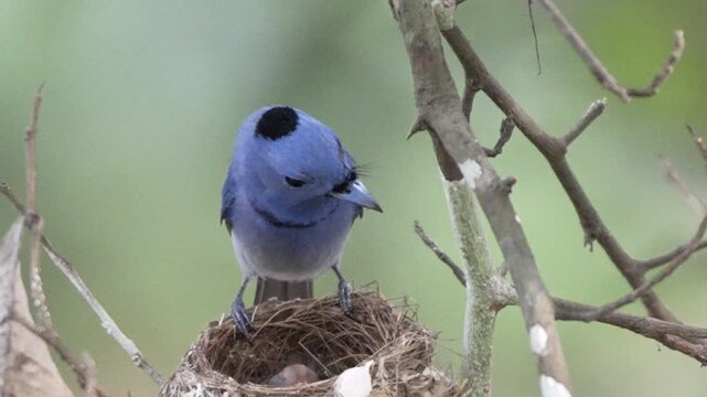 bird