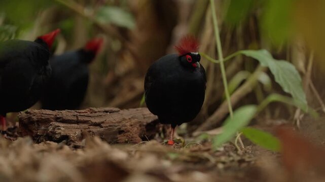Multiple crested wood partridges, with one standing in the foreground, within a rainforest environment scouting out the surroundings, looking for food