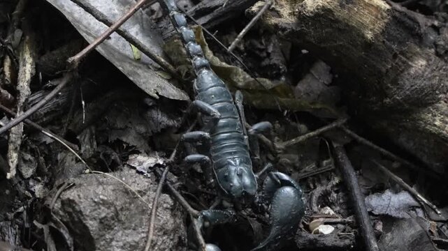 scorpion