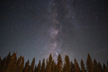 天の川と針葉樹林 © 大勢 山崎