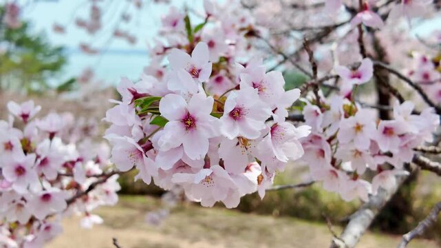 beautiful Spring day, Cherry blossom against blue sky in park, Somei Yoshino Sakura blooming in sunshine day. Japan Travel background, template and wallpaper for spring season and Hanami picnic