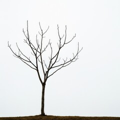 Fototapeta premium A solitary, bare, and twisted branch of a dead tree stands starkly against a bright, empty background, emphasizing vulnerability and minimalism ,organic ,vulnerability ,clean