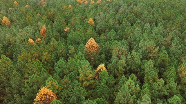 Elevated aerial frame showing repeating patterns of green pine crowns and warm autumn trees, emphasizing depth and rhythm in the forest canopy.