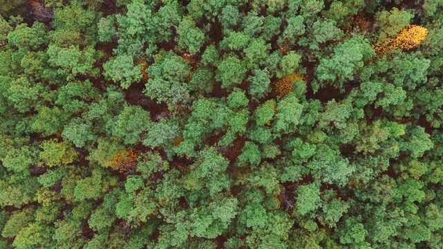 Top-down drone shot of dense green pine canopy punctuated by scattered yellow deciduous trees during peak fall color in Tennessee woodland.