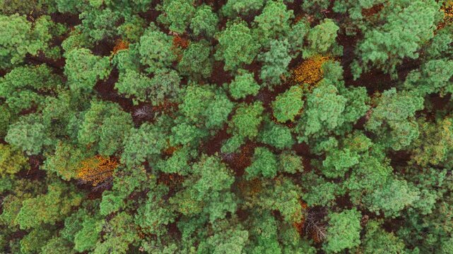 Overhead drone frame of tightly packed pine treetops with scattered golden leaves, creating a textured green and amber forest mosaic.