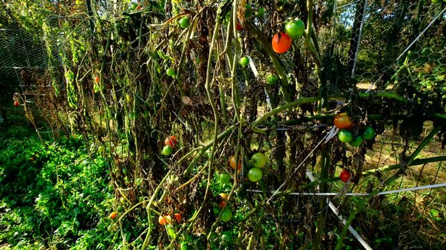 Close up shot of withering cherry tomato vines after first frost killed most plants