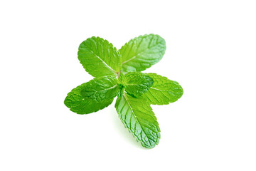 Mint leaf. Fresh mint on white background. © Роман Фернаті