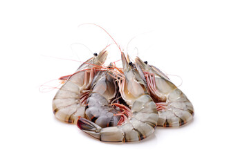Fresh raw shrimps isolated on white background.