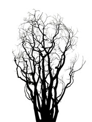 Fototapeta premium Dark silhouette of a dense, tangled, leafless winter bush or shrub showing many intricate fine branching patterns on transparent background