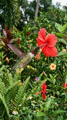 Hummingbird hovers midair while drinking nectar from vibrant red hibiscus flower
