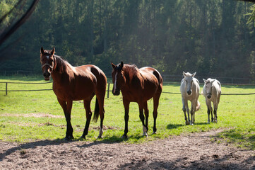 konie na pastwisku © marsad