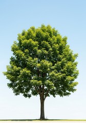 A solitary, perfectly shaped deciduous tree thrives under bright daylight, featuring lush green foliage and sturdy branches, symbolizing growth and tranquility ,majestic ,tranquility ,deciduous