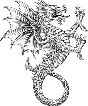 A heraldry coat of arms crest style heraldic wyvern dragon in a vintage woodcut style