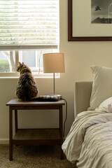 Cat looking out open window beside lamp next to bed