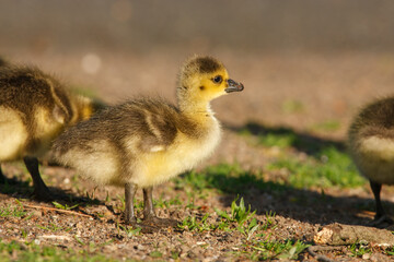 Baby Canada goose gosling standing among its siblings © Cavan