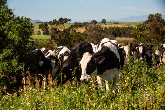 Cows grazing on rural farmland