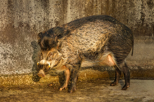 A Visayan warty pig (Sus cebifrons). This species of pig is endemic to the Philippines and is considered critically endangered.