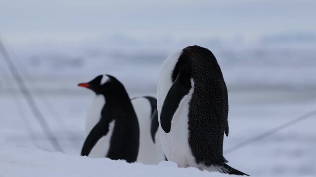 Group of Gentoo penguins in Antarctica in snow and cold wind