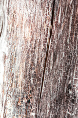 Obraz premium A piece of wood with a grainy texture