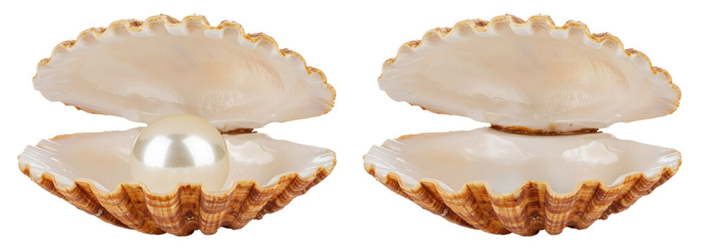 group of open sea shell with and without pearl isolated on white background