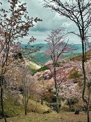 View of Mount Yoshino with thousands go blooming cherry blossom trees in the spring