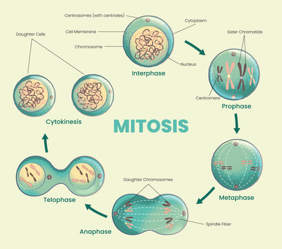 illustration of Mitosis Cell Division Stages Diagram
