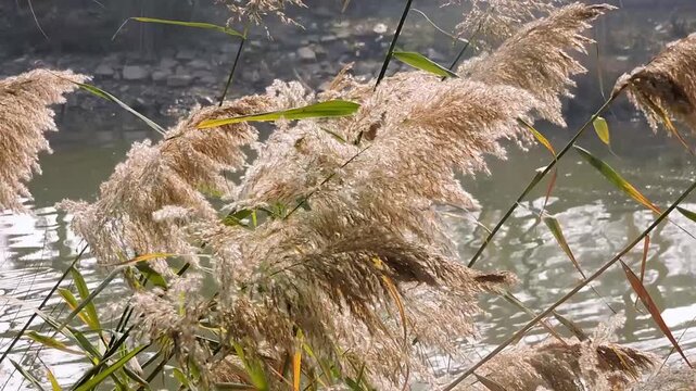 the inflorescence of Phragmites Australis, commonly known as the common reed wind in the air.