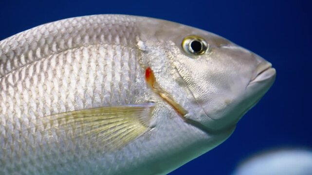 Close-up profile of a silvery fish with a red mark near the gill cover, swimming in clear aquarium water against a blurred blue background, highlighting scale texture and detail.