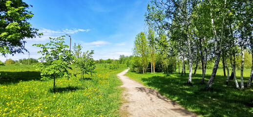 Panoramic view of a winding dirt path through a spring park with fresh green grass and young birch trees. A peaceful and sunny nature scene under a clear blue sky.