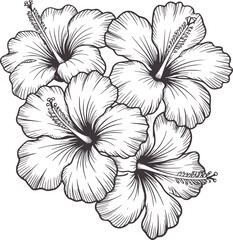 Detailed pen and ink of five hibiscus flowers in a cluster floral © Asha