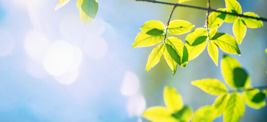 Panoramic close-up of fresh green spring leaves on branches against a bright blue sky with sun flare. A beautiful and airy nature background full of morning light.