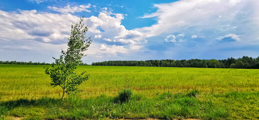 A young lone birch tree stands in a vast green field under a dramatic blue sky with white clouds. A peaceful and symbolic nature panorama of the spring countryside.